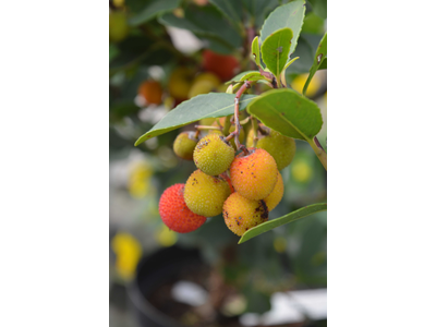 Arbutus unedo