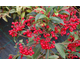 Ardisia crenata 