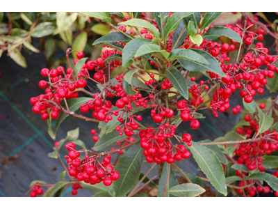 Ardisia crenata