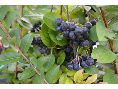 Aronia melanocarpa