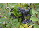 Aronia melanocarpa Autumn Magic ® Noble