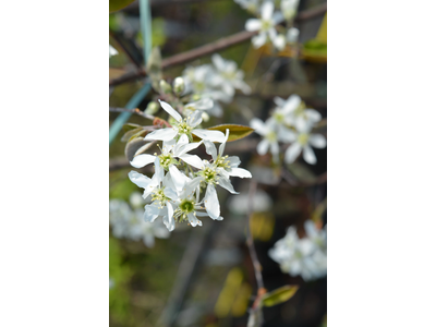 Aronia melanocarpa