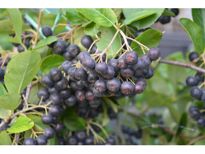 Aronia prunifolia