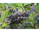 Aronia prunifolia Viking