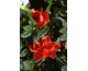 Azalea japonica Encore ® Autumn Creach