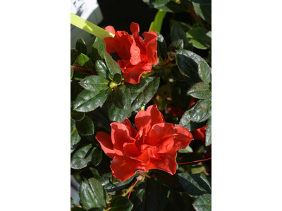 Azalea japonica