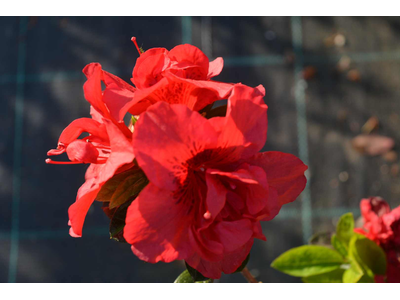 Azalea japonica