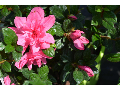 Azalea japonica