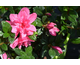 Azalea japonica Encore ® Autumn Empress