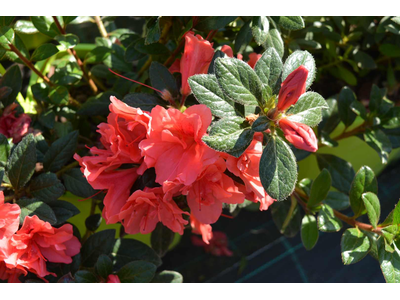 Azalea japonica