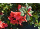 Azalea japonica Encore ® Autumn Princess