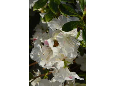 Azalea japonica