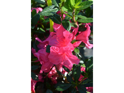 Azalea japonica