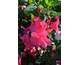 Azalea japonica