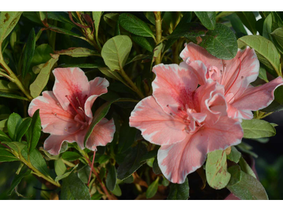 Azalea japonica