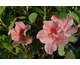 Azalea japonica