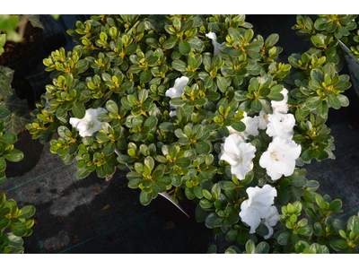 Azalea japonica