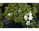 Azalea japonica Encore ® Pure White