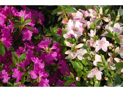 Azalea japonica