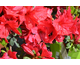 Azalea japonica Encore ® Autumn Bonfire