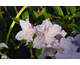 Azalea japonica Encore ® Autumn Ivory