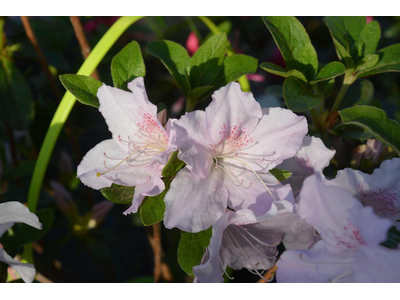 Azalea japonica