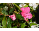 Azalea japonica Encore ® Autumn Sangria