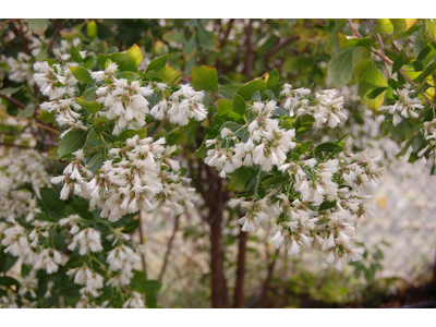 Baccharis halimifolia