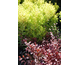 Baccharis halimifolia Baccador ®