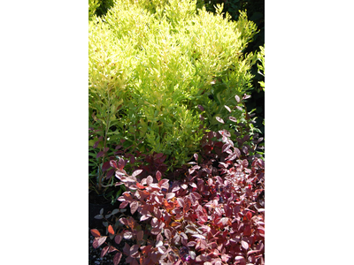 Baccharis halimifolia