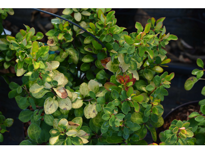 Berberis thunbergii