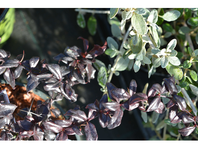 Berberis thunbergii