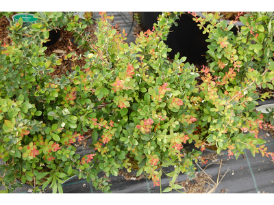 Berberis buxifolia