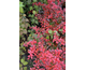 Berberis media Red Jewel