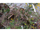 Berberis x stenophylla None
