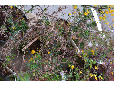 Berberis x stenophylla