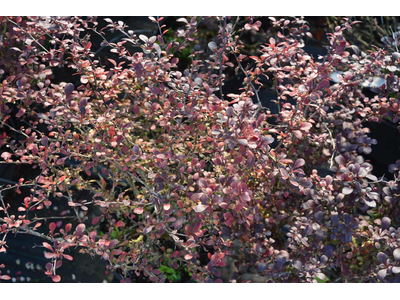 Berberis thunbergii