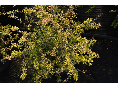 Berberis thunbergii