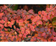 Berberis thunbergii Golden Ring ®