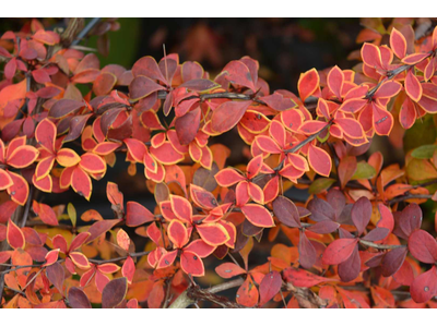 Berberis thunbergii