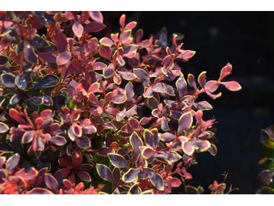 Berberis thunbergii