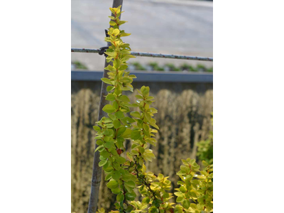 Berberis thunbergii