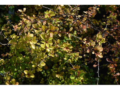 Berberis thunbergii