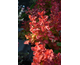 Berberis thunbergii