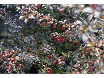 Berberis thunbergii