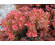 Berberis thunbergii Admiration ®