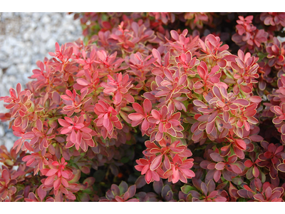 Berberis thunbergii