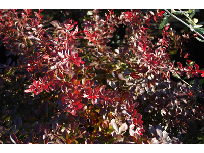 Berberis thunbergii