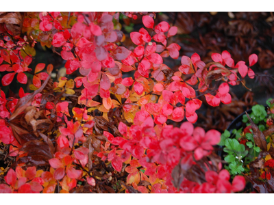 Berberis thunbergii