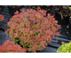 Berberis thunbergii Fireball